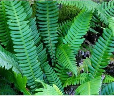 Deer Fern