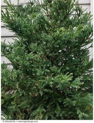 Black Dragon Japanese Cedar