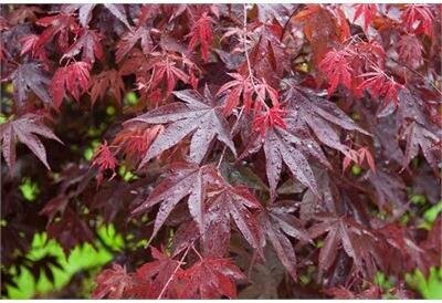 Bloodgood Japanese Maple