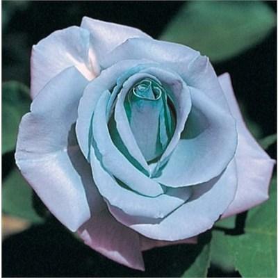 Blue Girl Hybrid Tea Rose