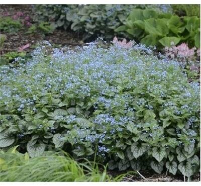 Jack Frost Brunnera