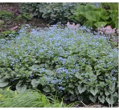 Jack Frost Brunnera