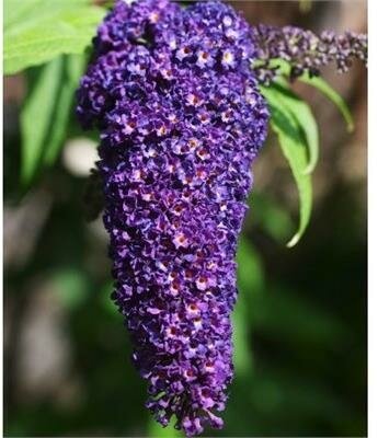 Black Knight Butterfly Bush