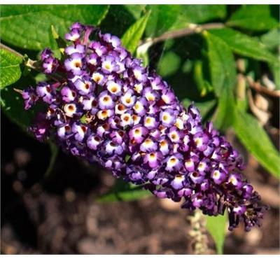 Blueberry Pie Butterfly Bush