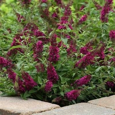 Chrysalis Cranberry Butterfly Bush