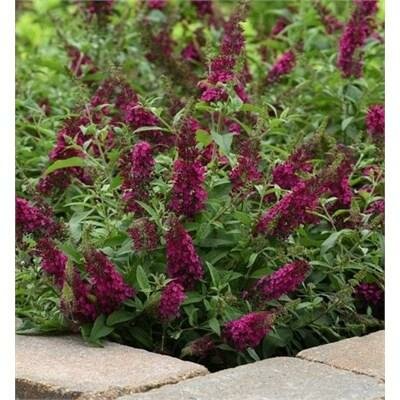 Chrysalis Cranberry Butterfly Bush
