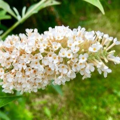 Buzz Ivory Butterfly Bush - image 2