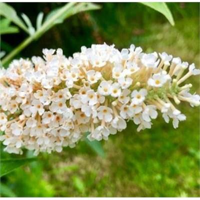 Buzz Ivory Butterfly Bush