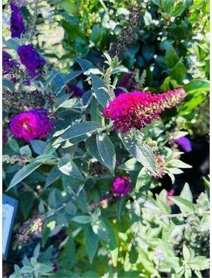 Miss Molly Butterfly Bush