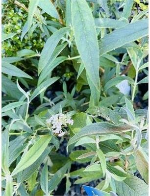 White Bouquet Butterfly Bush