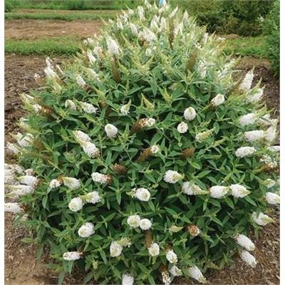 White Bouquet Butterfly Bush