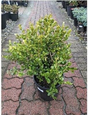 Green Velvet Boxwood
