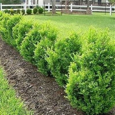Green Mountain Boxwood