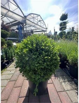 Globe Green Mountain English Boxwood