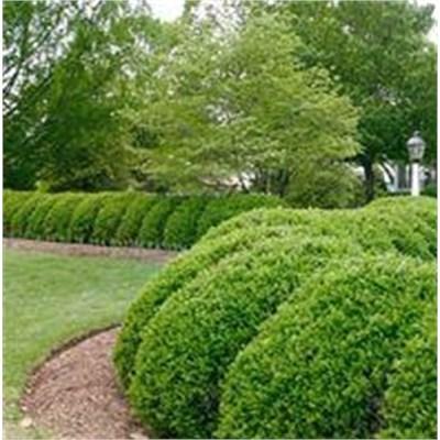 Green Beauty Boxwood