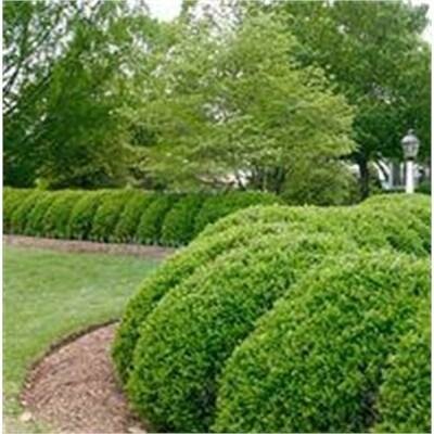 Green Beauty Boxwood - Globe