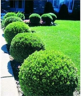 Green Velvet Boxwood