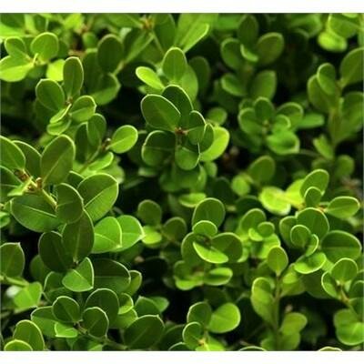Green Mountain Boxwood