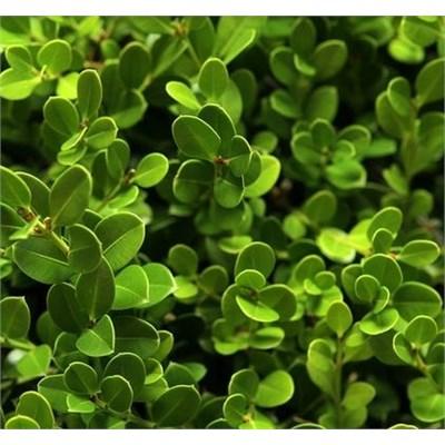 Green Mountain Boxwood