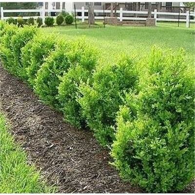 Green Mountain Boxwood - image 1