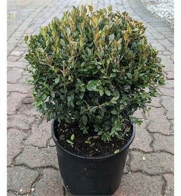 Green Mountain Boxwood - image 2