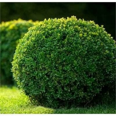 Green Velvet Boxwood