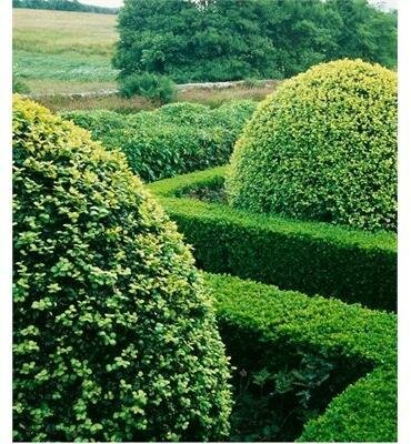 Green Mountain Globe Boxwood