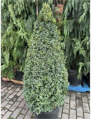 Cone English Boxwood 5'