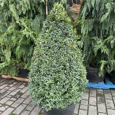 Cone English Boxwood 5'