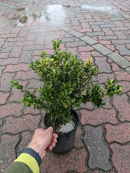 ENGLISH BOXWOOD - image 2