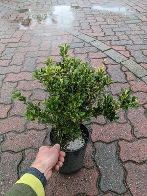 ENGLISH BOXWOOD - image 2