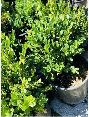 True Dwarf Boxwood