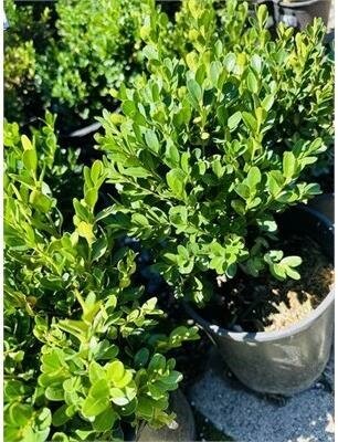 True Dwarf Boxwood