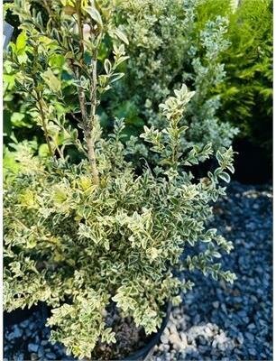 Variegated Boxwood - image 4