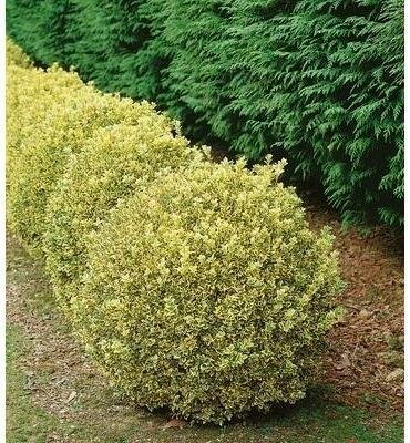 Variegated Boxwood - image 2