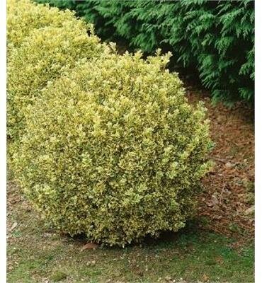 Variegated Boxwood