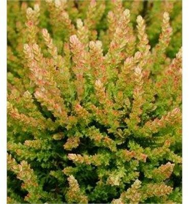 Blazeaway Summer Heather