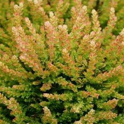 Blazeaway Summer Heather