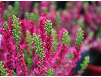 Dark Beauty Summer Heather