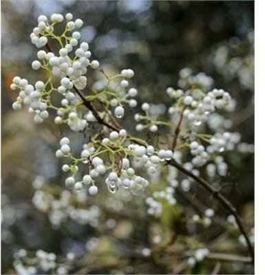White Japanese Beauty Berry