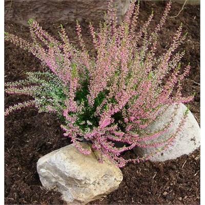 Jette Summer Heather