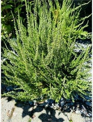 Pink Alicia Summer Heather