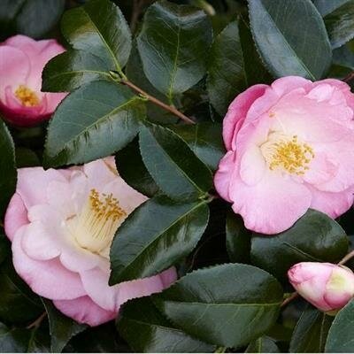 April Remembered Ice Angels Camellia