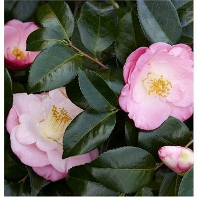 April Remembered Ice Angels Camellia