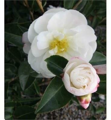 Asakura Camellia