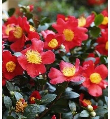 Yuletide Camellia