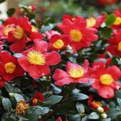 Yuletide Camellia - image 2