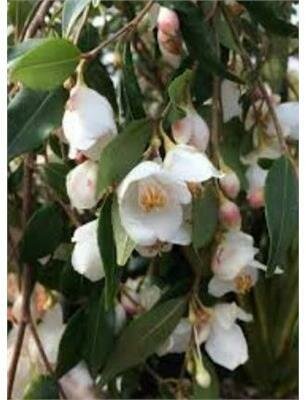 Elyna Cascade Camellia