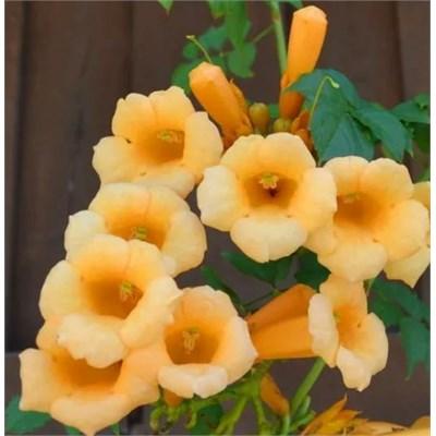 Hummingbird Vine