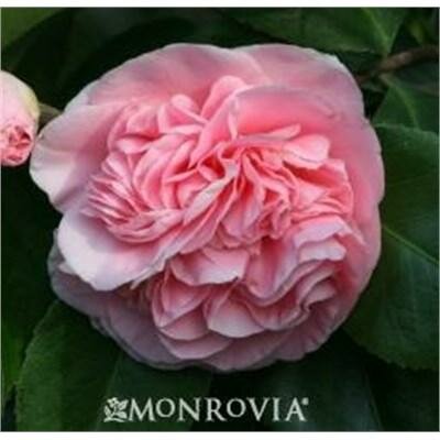 Debutante Camellia